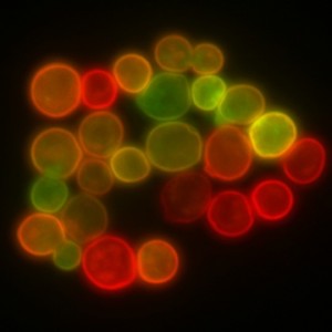 Fluorescens-jäst-300x300.jpg