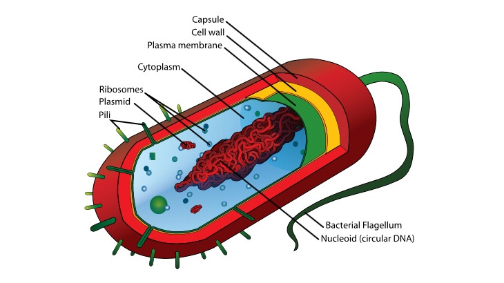 Microorganisms in process fluids