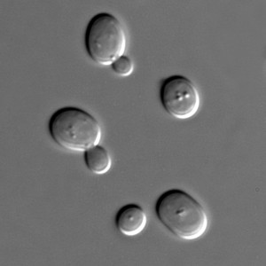 Hefepilz